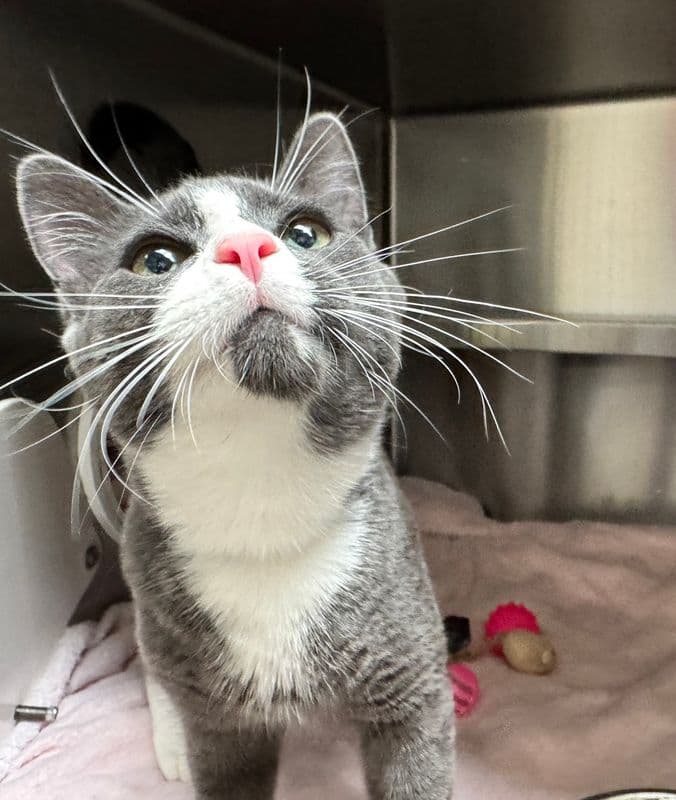 Sonic - Domestic Short Hair cat available for adoption at Edmonton Humane Society in Calgary