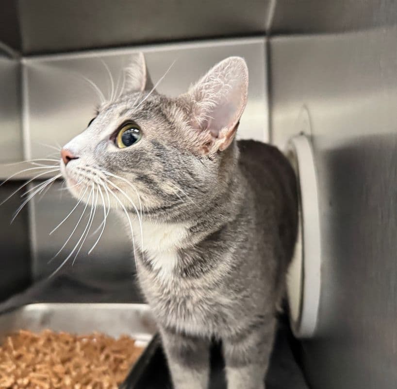 Dusty - Domestic Short Hair cat available for adoption at Edmonton Humane Society in Calgary