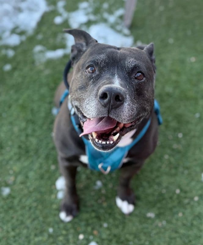 Davidson - American Staffordshire Terrier available for adoption at Edmonton Humane Society in Calgary