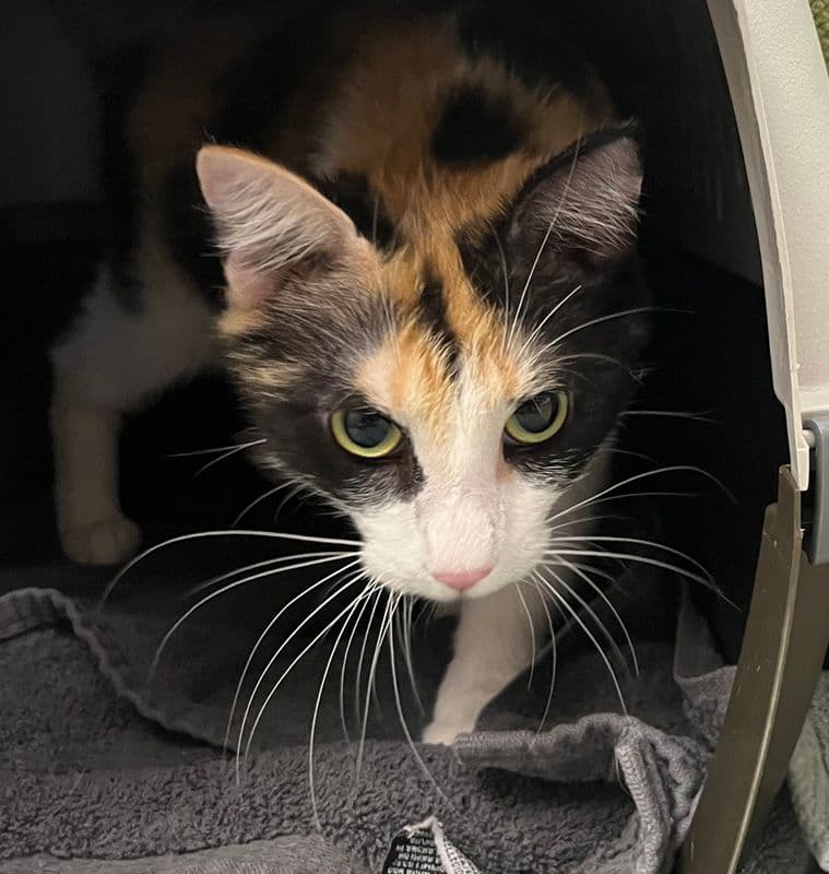 Mitay - Domestic Short Hair cat available for adoption at Edmonton Humane Society in Calgary