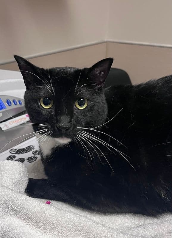 Truman - Domestic Short Hair cat available for adoption at Edmonton Humane Society in Calgary