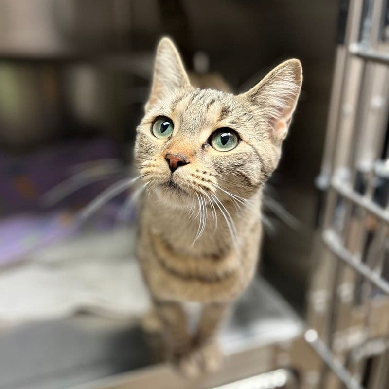 Jessie - Domestic Short Hair cat available for adoption at Edmonton Humane Society in Calgary