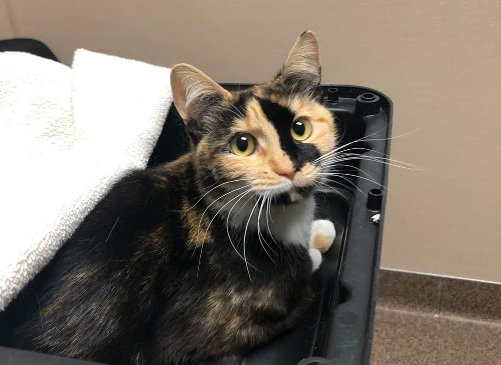 Amalthea - Domestic Short Hair cat available for adoption at Edmonton Humane Society in Calgary