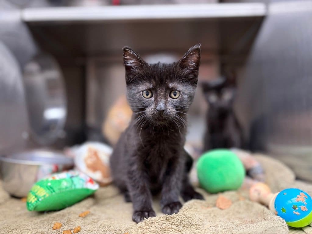 Dill Pickle - Domestic Short Hair cat available for adoption at Edmonton Humane Society in Calgary