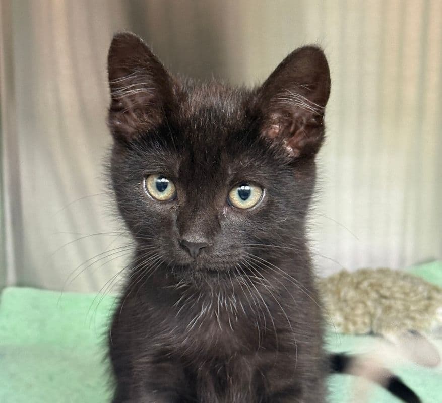 Kovu - Domestic Short Hair cat available for adoption at Edmonton Humane Society in Calgary