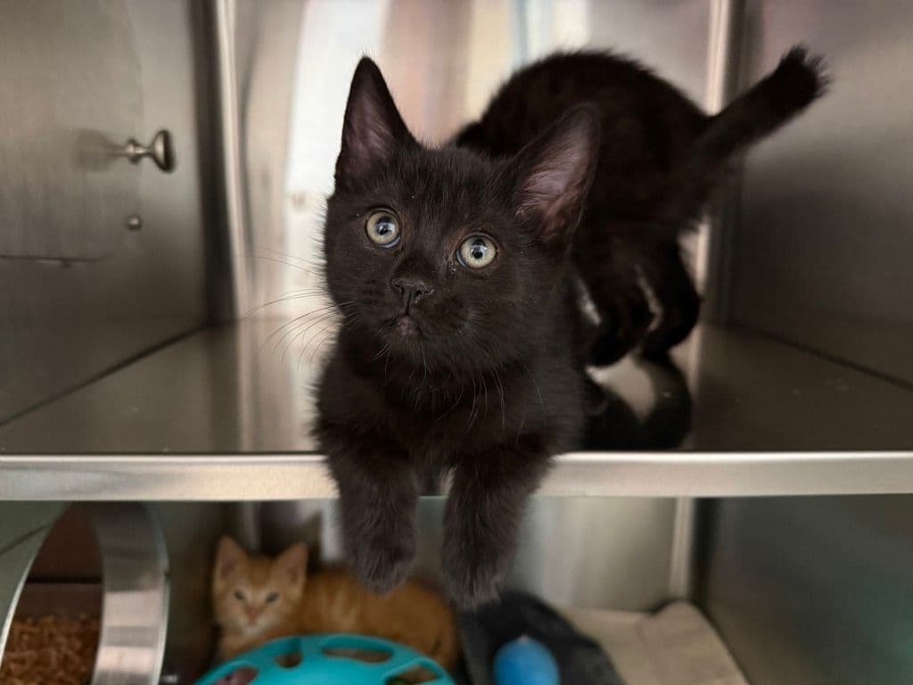 Tom Majors - Domestic Short Hair cat available for adoption at Edmonton Humane Society in Calgary