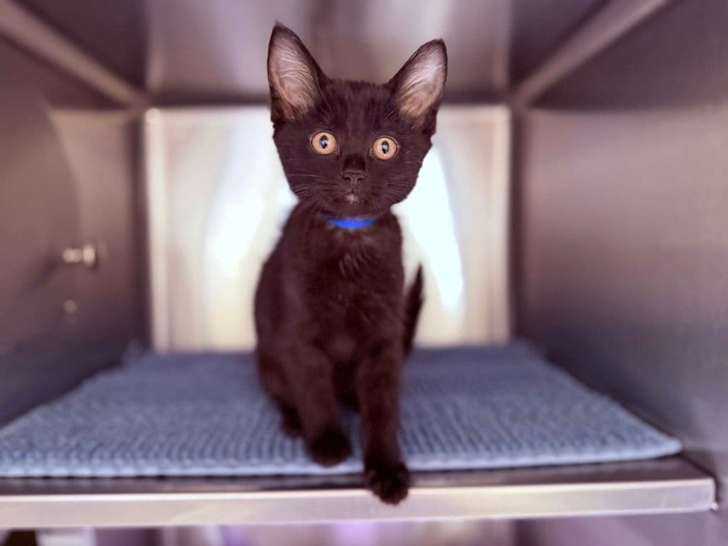 Jeffery - Domestic Short Hair cat available for adoption at Edmonton Humane Society in Calgary