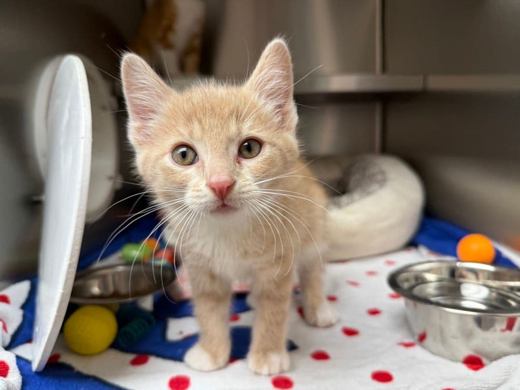 Beth - Domestic Short Hair cat available for adoption at Edmonton Humane Society in Calgary