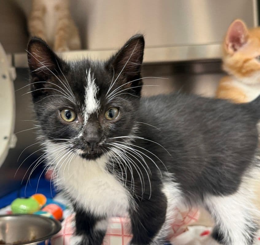 Kayce - Domestic Short Hair cat available for adoption at Edmonton Humane Society in Calgary