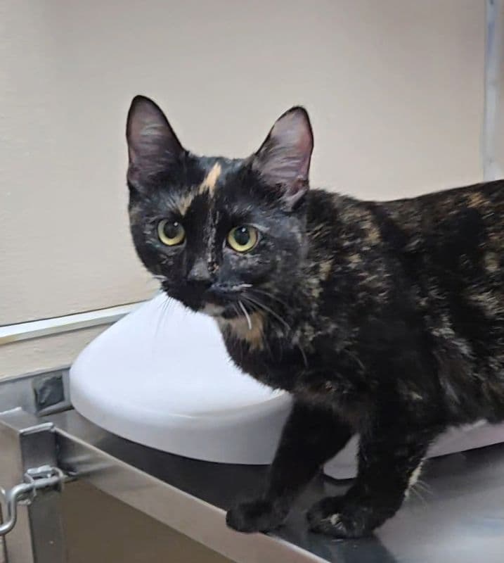 Berry - Domestic Short Hair cat available for adoption at Edmonton Humane Society in Calgary