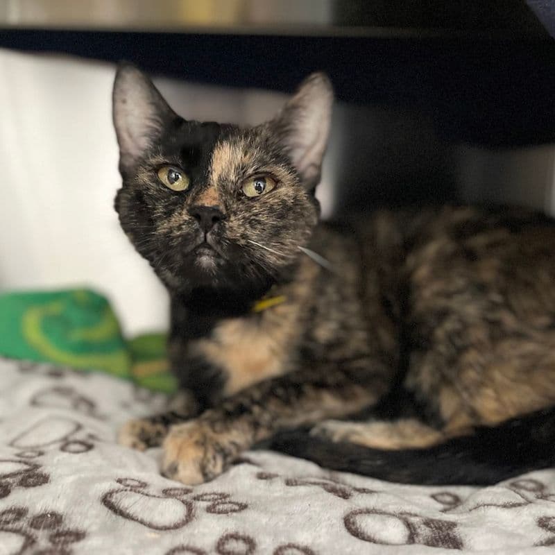 Mineral - Domestic Short Hair cat available for adoption at Edmonton Humane Society in Calgary