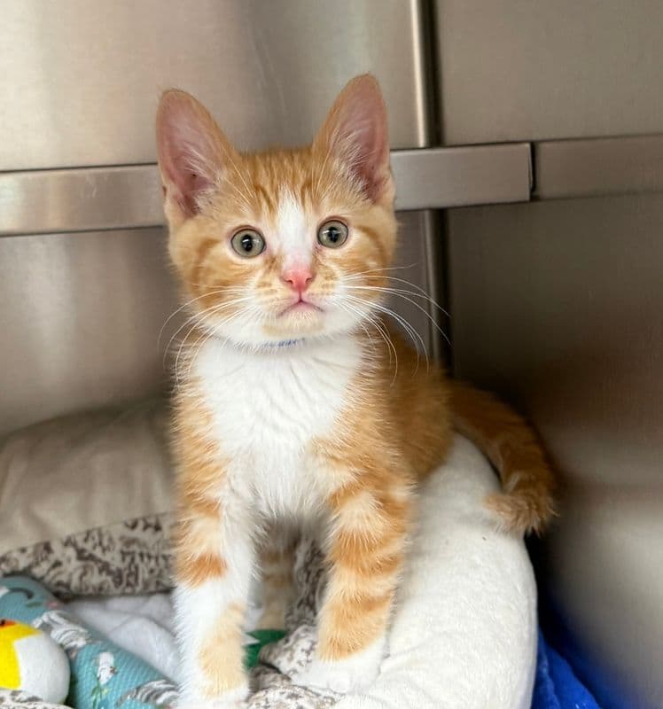 Sc: Jamie - Domestic Short Hair cat available for adoption at Edmonton Humane Society in Calgary