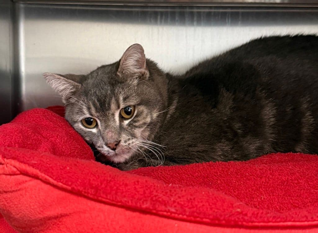 Billy - Domestic Short Hair cat available for adoption at Edmonton Humane Society in Calgary
