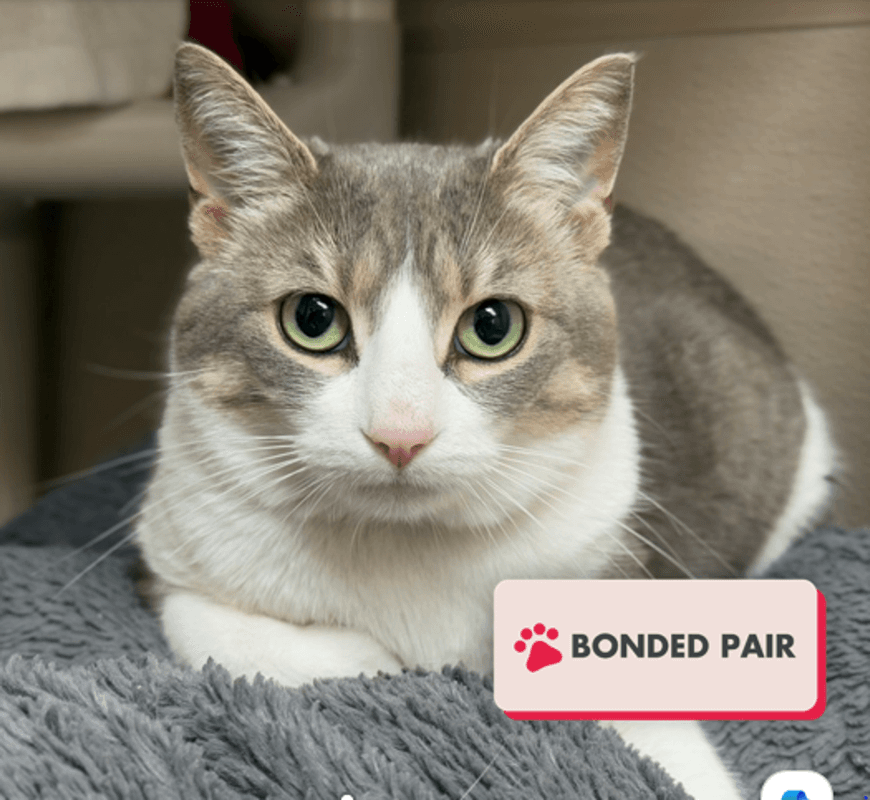 Lucy - Domestic Short Hair cat available for adoption at Edmonton Humane Society in Calgary
