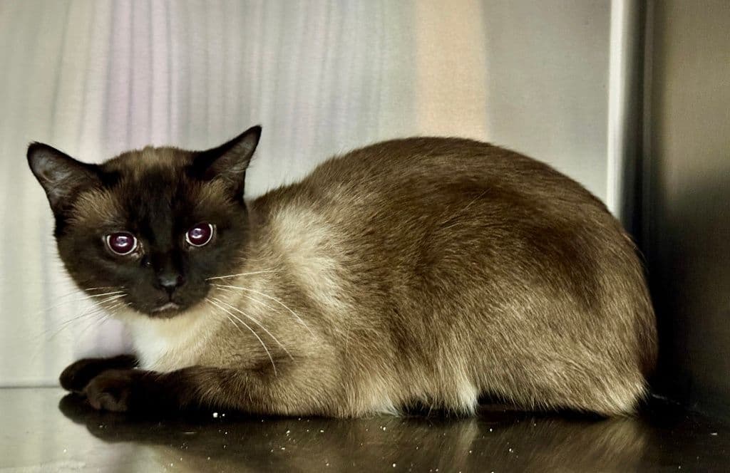 Clue - Siamese cat available for adoption at Edmonton Humane Society in Calgary