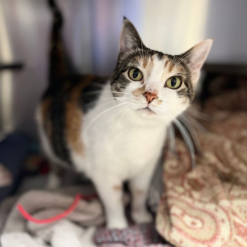 Cali - Domestic Short Hair cat available for adoption at Edmonton Humane Society in Calgary
