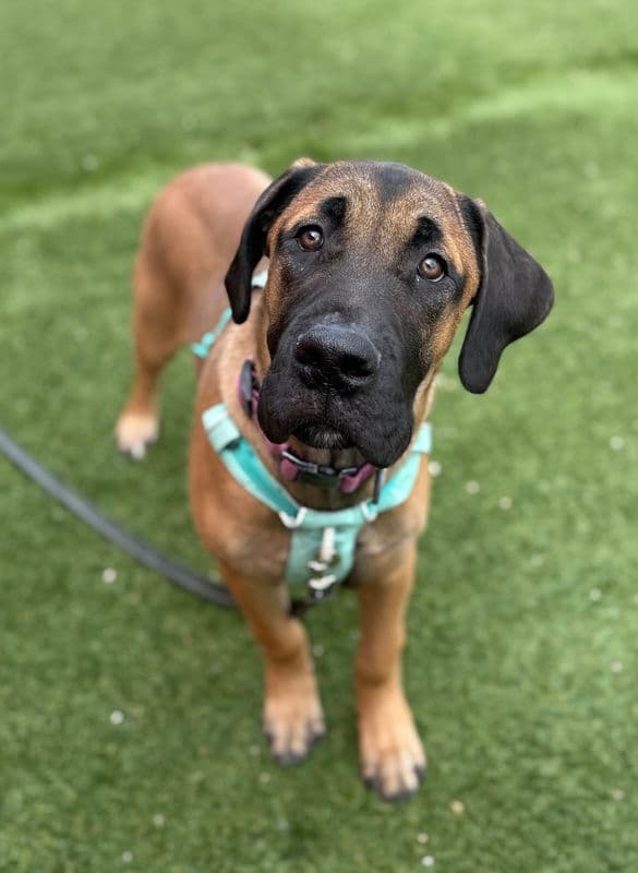 Cashew - Mastiff available for adoption