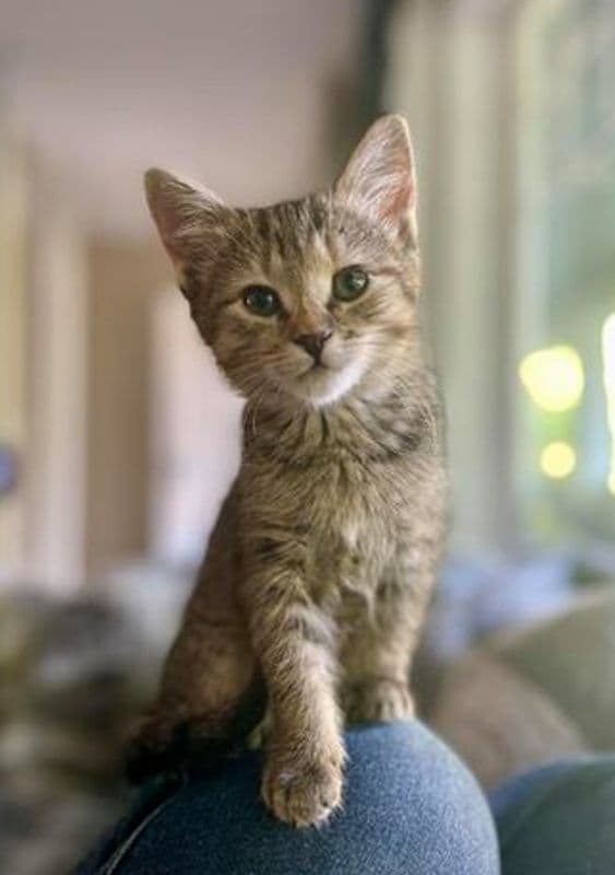 Kim - Domestic Short Hair cat available for adoption at Edmonton Humane Society in Calgary