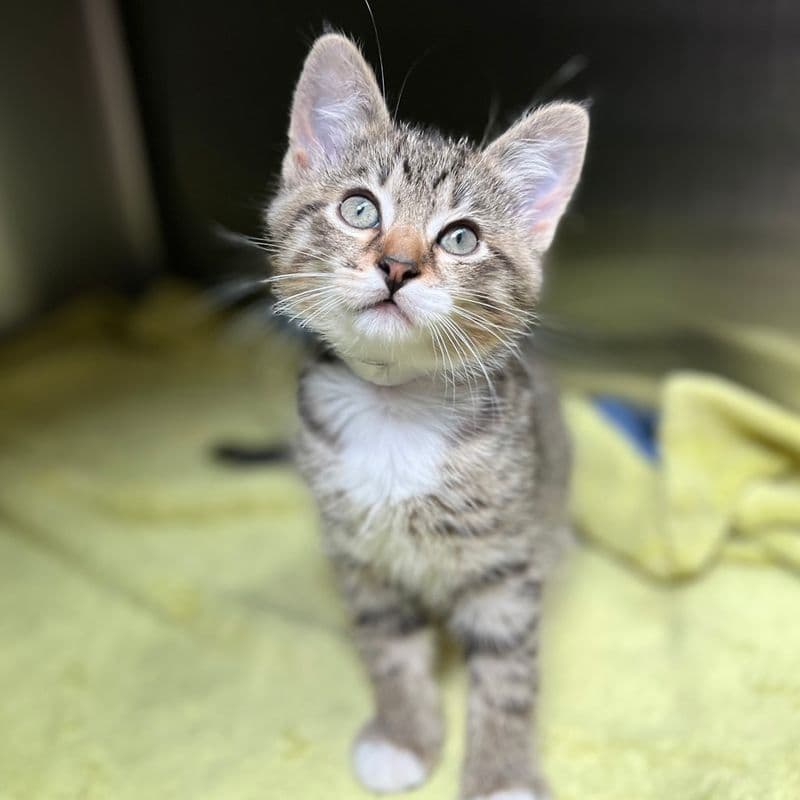 Blueberry - Domestic Short Hair cat available for adoption at Edmonton Humane Society in Calgary