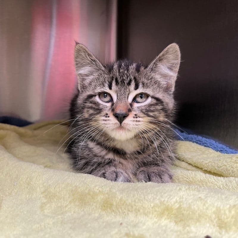 Strawberry - Domestic Short Hair cat available for adoption at Edmonton Humane Society in Calgary