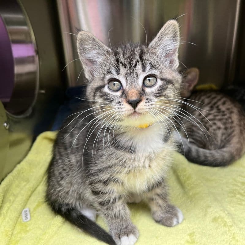 Cranberry - Domestic Short Hair cat available for adoption at Edmonton Humane Society in Calgary