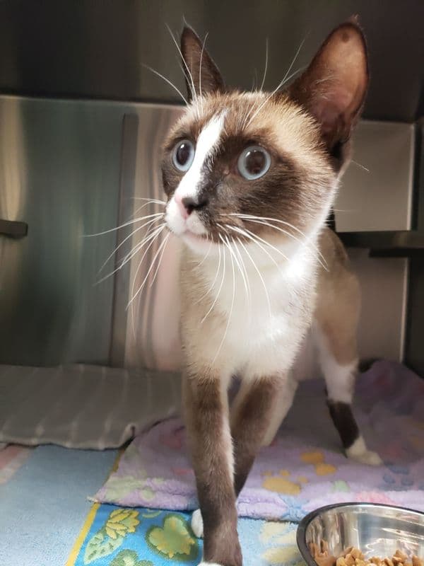 Robin - Domestic Short Hair cat available for adoption at Edmonton Humane Society in Calgary