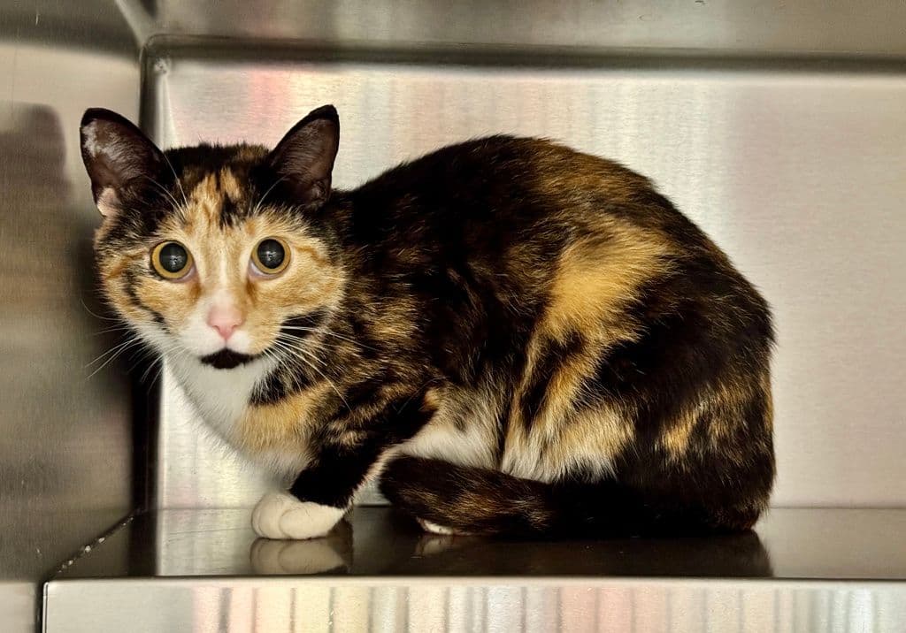 Catan - Domestic Short Hair cat available for adoption at Edmonton Humane Society in Calgary