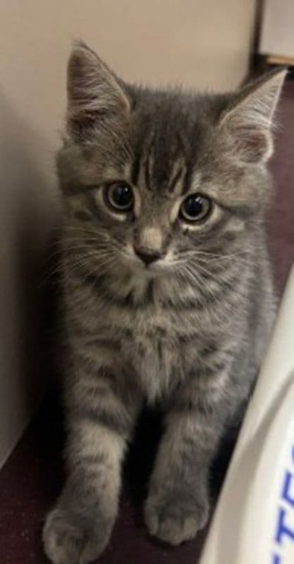 Trudy - Domestic Medium Hair cat available for adoption at Edmonton Humane Society in Calgary
