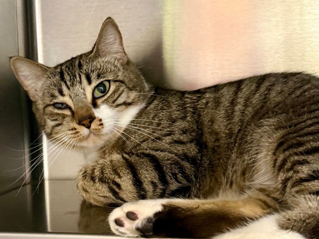 Doily - Domestic Short Hair cat available for adoption at Edmonton Humane Society in Calgary