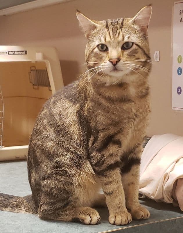 Magi - Domestic Short Hair cat available for adoption at Edmonton Humane Society in Calgary
