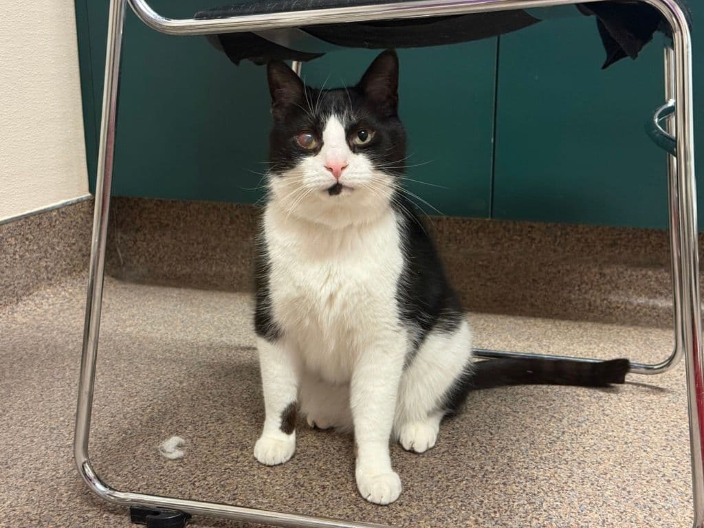 Odie - Domestic Short Hair cat available for adoption at Edmonton Humane Society in Calgary