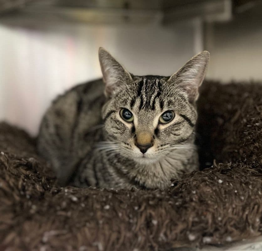 Cattitude: Zoomie - Domestic Short Hair cat available for adoption at Edmonton Humane Society in Calgary