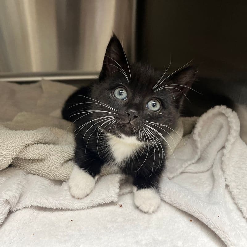 Bow - Domestic Short Hair cat available for adoption at Edmonton Humane Society in Calgary