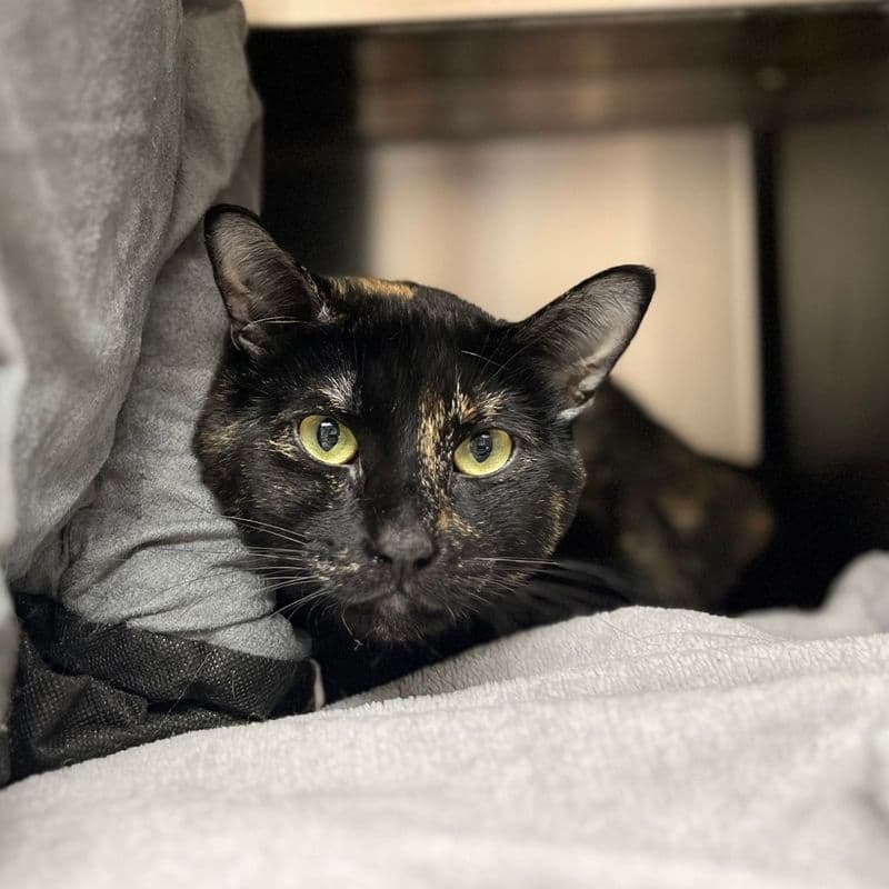 Topsi - Domestic Short Hair cat available for adoption at Edmonton Humane Society in Calgary