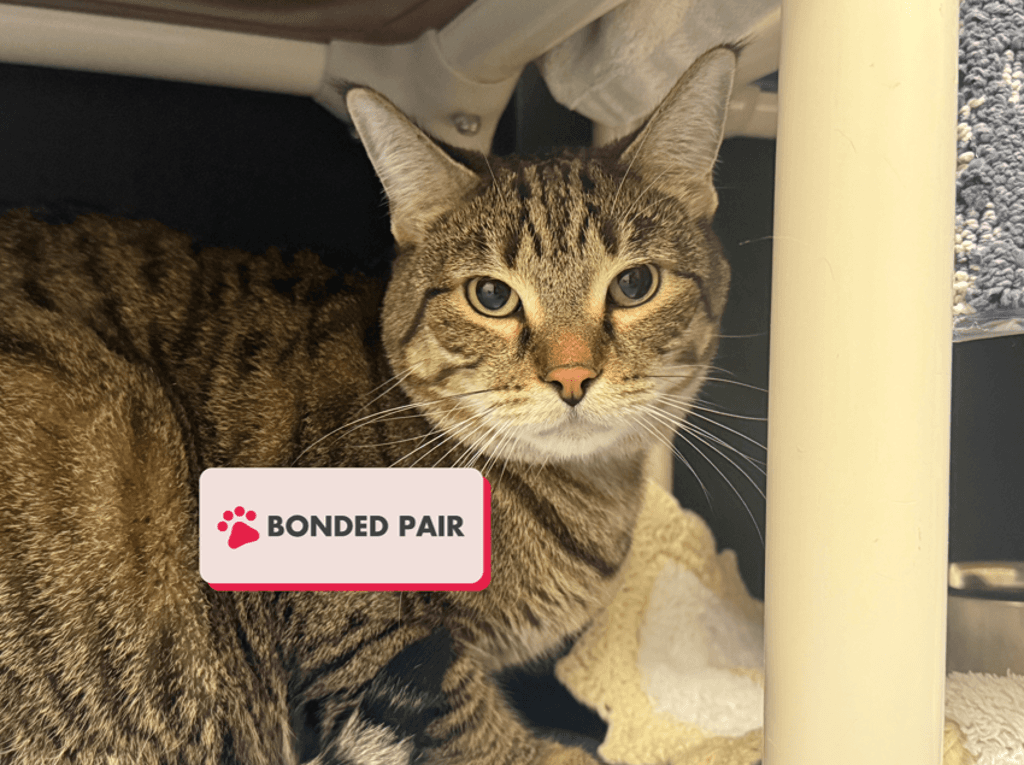 Shade - Domestic Short Hair cat available for adoption in Calgary