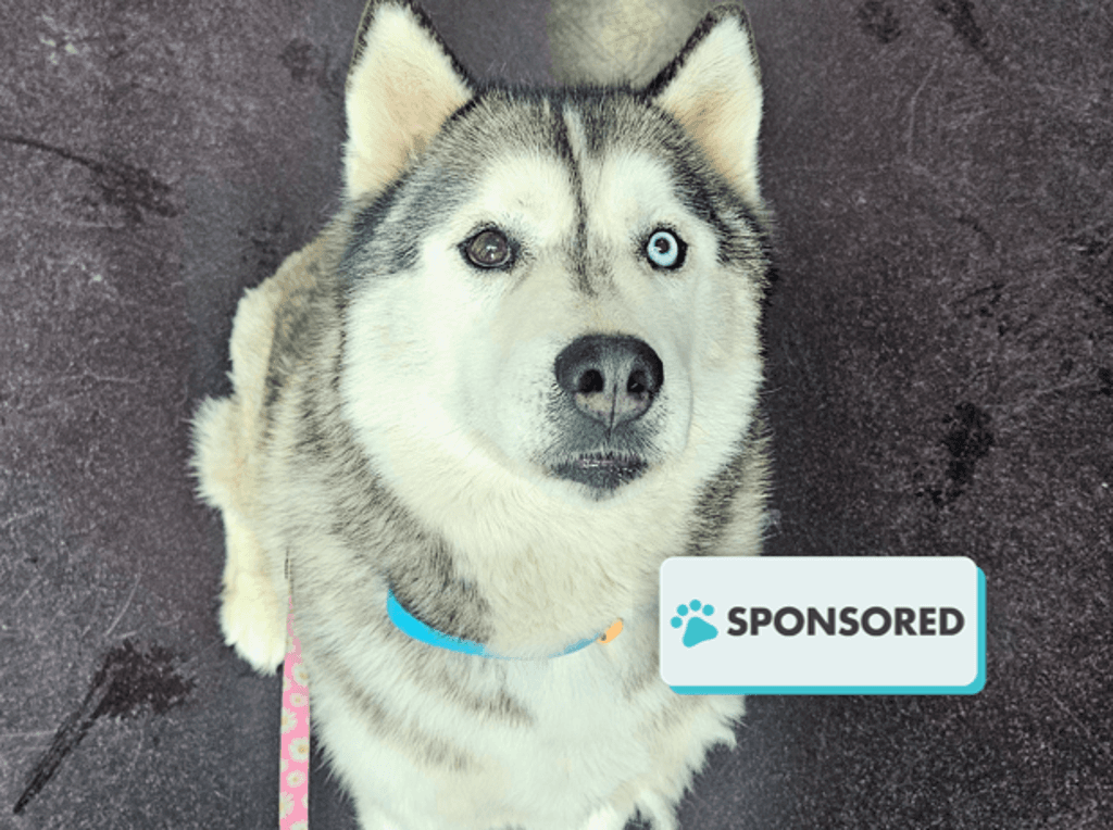 Shadow - Siberian Husky available for adoption