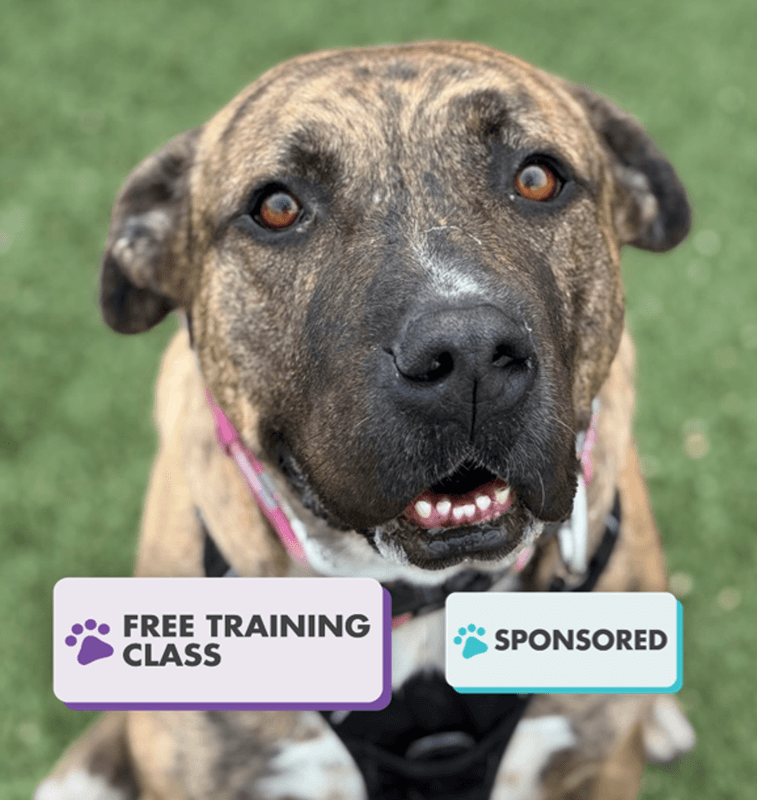 Rocky Road - American Staffordshire Terrier available for adoption