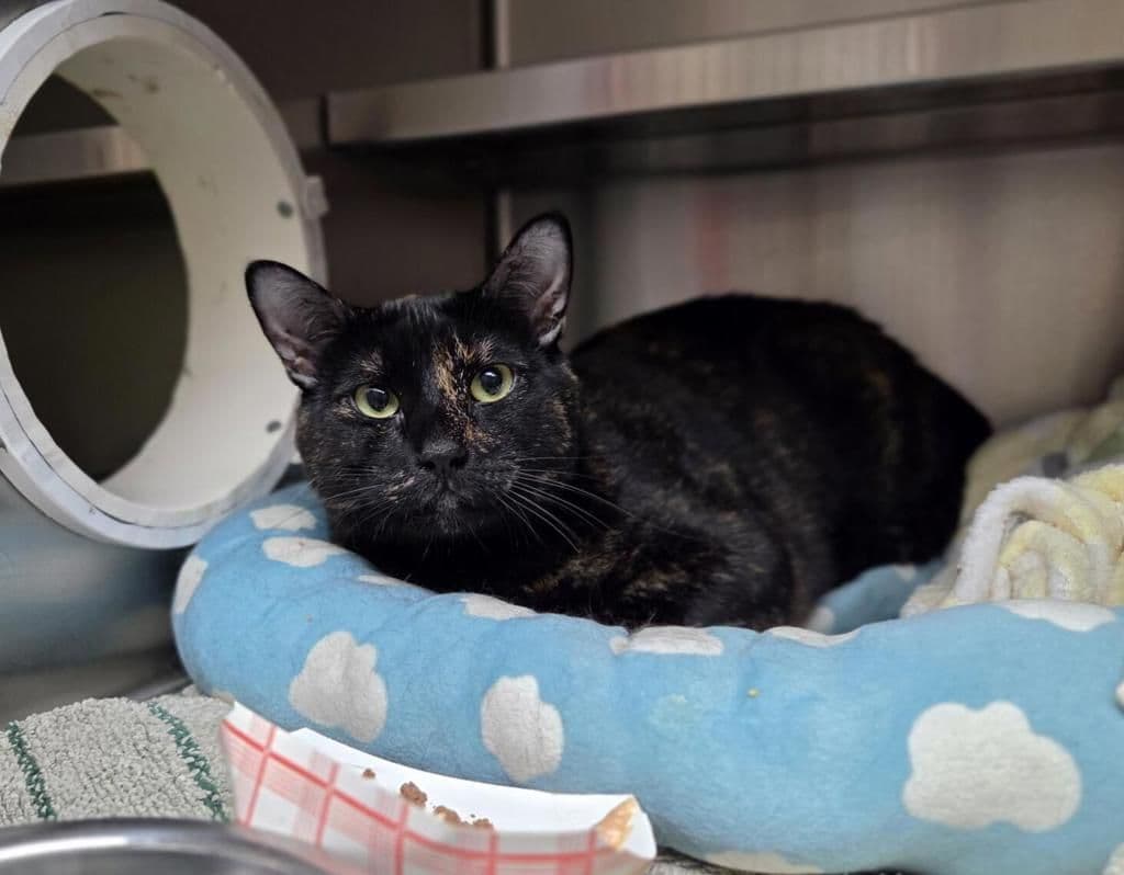 Topsi - Domestic Short Hair cat available for adoption in Calgary
