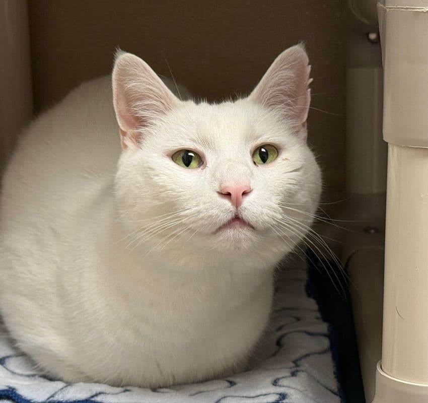 Cattitude: Yeti - Domestic Short Hair cat available for adoption in Calgary