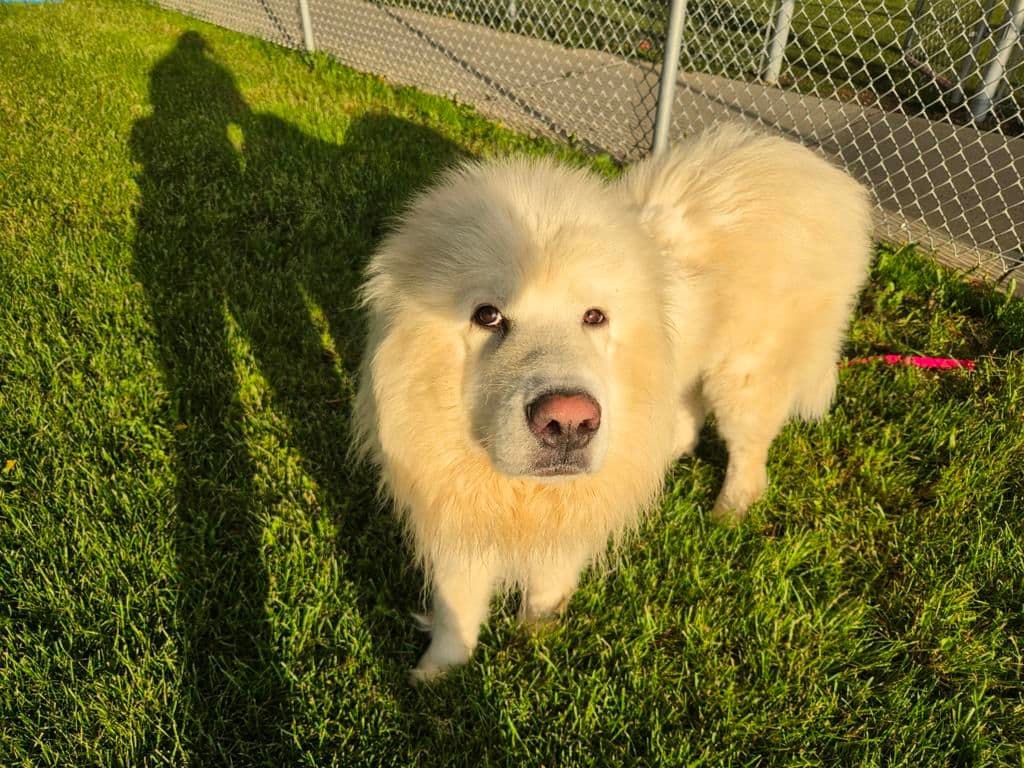 FF: Marshmallow - Great Pyrenees available for adoption