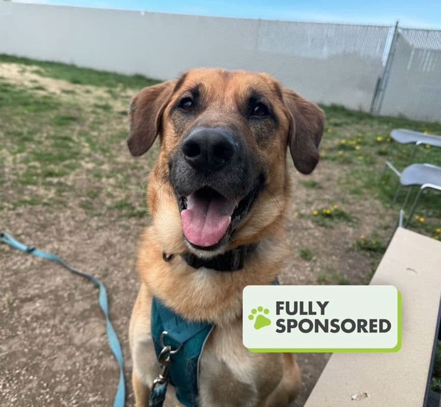 Marty - Shepherd - Hound available for adoption