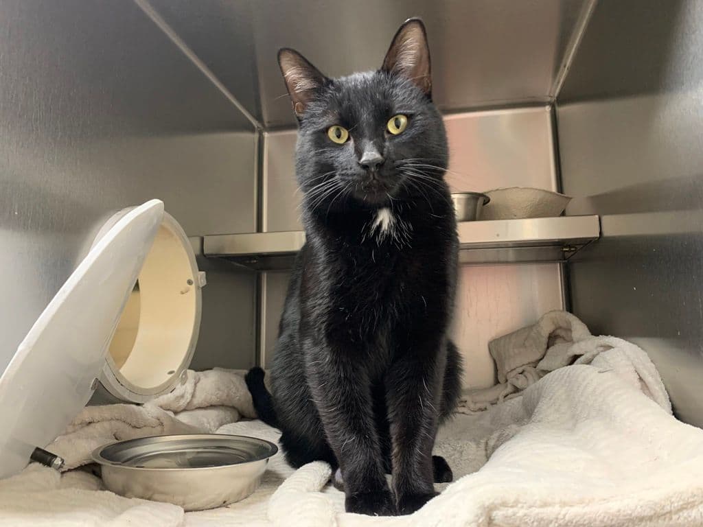 Toucan Sam - Domestic Short Hair cat available for adoption at Edmonton Humane Society in Calgary