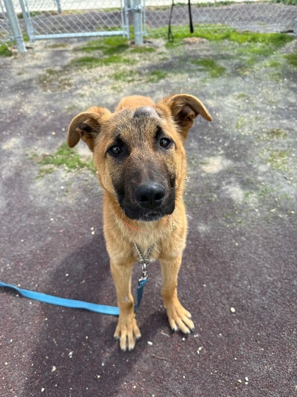 Eggo - Shepherd available for adoption