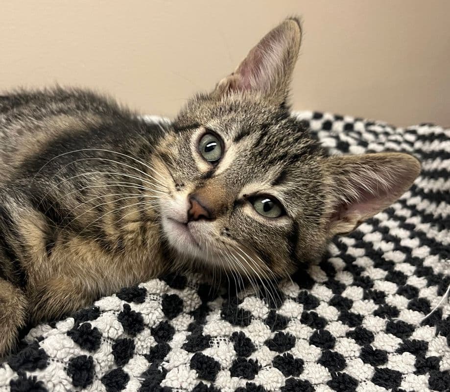 Cortado - Domestic Short Hair cat available for adoption at Edmonton Humane Society in Calgary