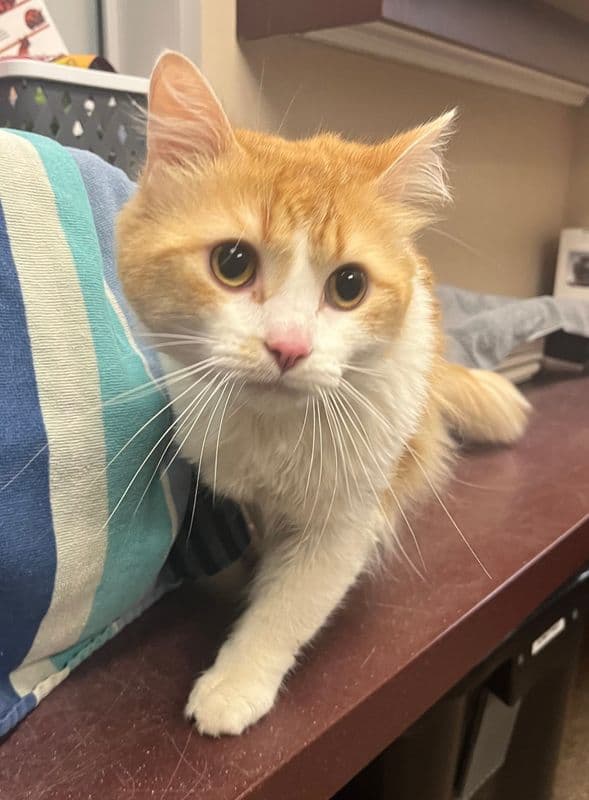 Jonesy - Domestic Medium Hair cat available for adoption at Edmonton Humane Society in Calgary