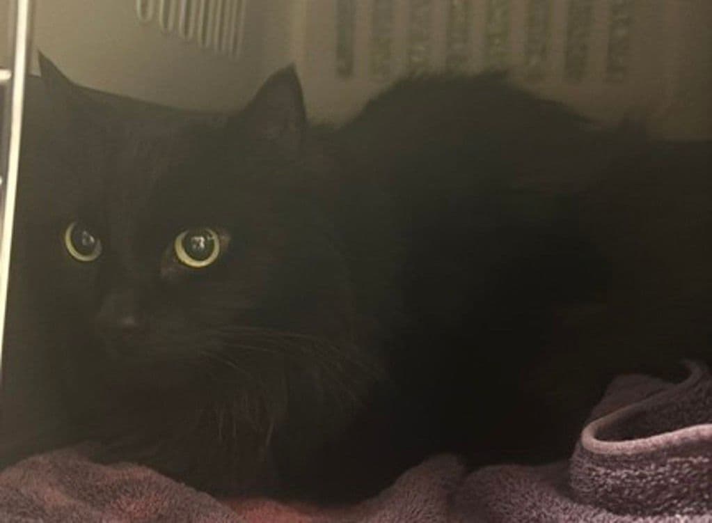 Oscar - Manx - Domestic Medium Hair cat available for adoption at Edmonton Humane Society in Calgary