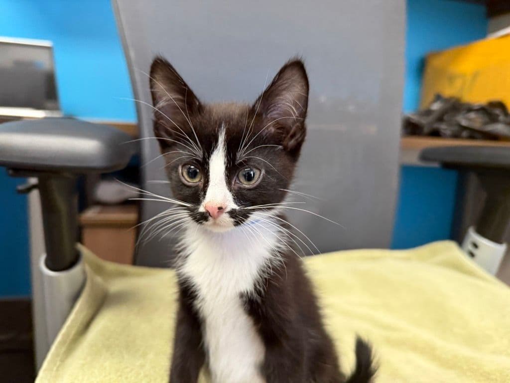 Jacques - Domestic Medium Hair cat available for adoption at Edmonton Humane Society in Calgary