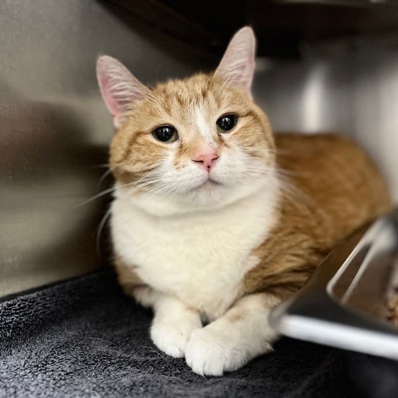 Tank - Domestic Medium Hair cat available for adoption at Edmonton Humane Society in Calgary