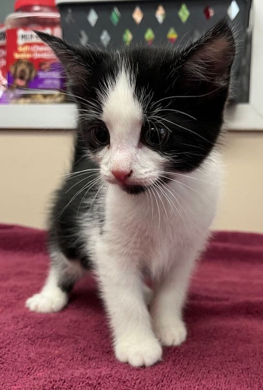 Diaz - Domestic Short Hair cat available for adoption at Edmonton Humane Society in Calgary