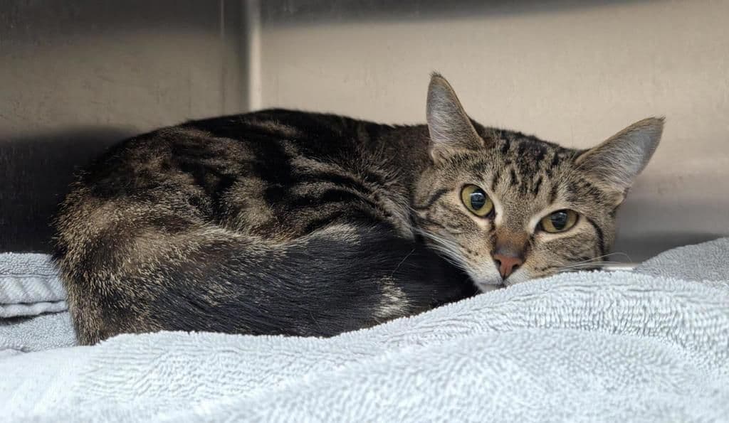 Brook - Domestic Short Hair cat available for adoption at Edmonton Humane Society in Calgary